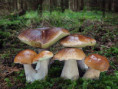 /album/fotogalerie-fotogalerie/238498779-10224036701698525-5431086226337131551-n-jpg1/